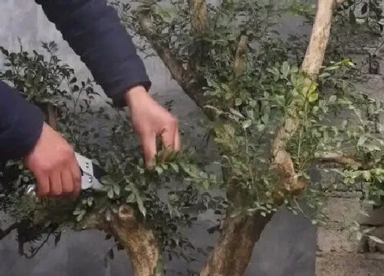 植物修剪|九里香什么时候剪枝合适