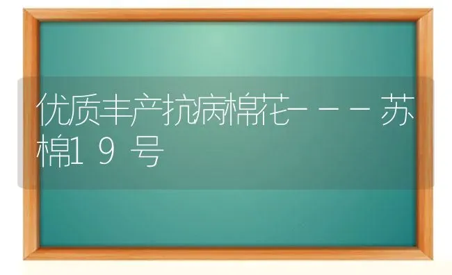 优质丰产抗病棉花---苏棉19号 | 粮油作物种植