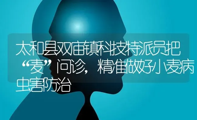 太和县双庙镇科技特派员把“麦”问诊，精准做好小麦病虫害防治 | 粮油作物种植