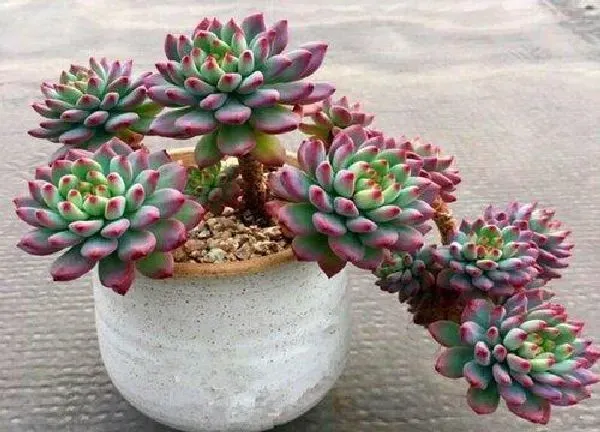 植物浇水|蓝苹果多久浇一次水