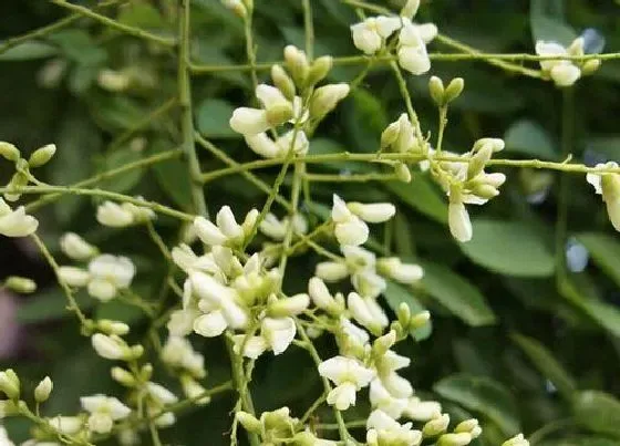 种植位置|龙爪槐可以种在院子里吗