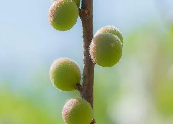 花期|榆叶梅花期多长时间