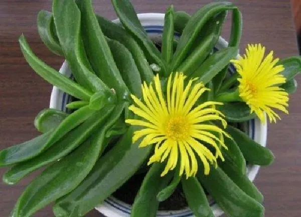 植物扦插|佛手掌怎样扦插