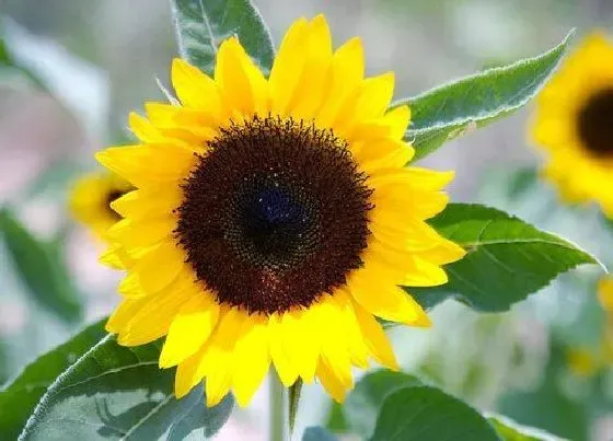 花语|什么花的花语是悲伤