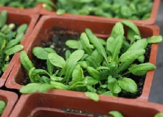 植物繁殖|拟南芥是自花授粉吗