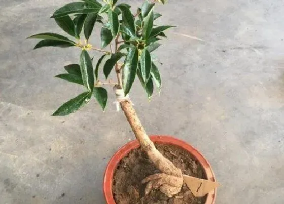 植物排行|盆栽桂花什么品种最好