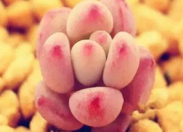 养殖方法|多肉奶酪怎么养出状态