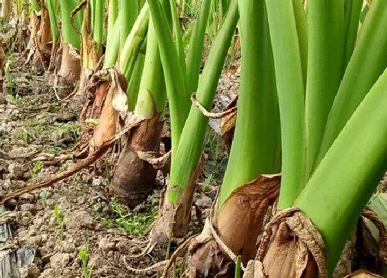 植物施肥|种芋头用什么肥料最好