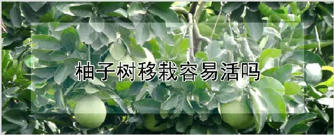 柚子树移栽容易活吗 | 自然知识