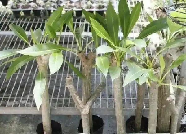 植物扦插|鸡蛋花的扦插方法图解 鸡蛋花扦插繁殖技术