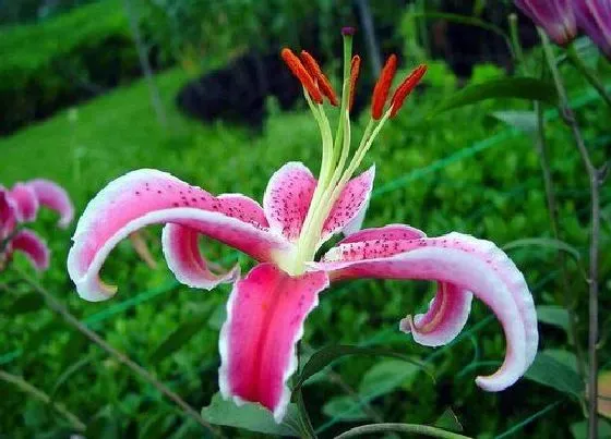 开花时间|百合什么季节开花 开花时间在几月份