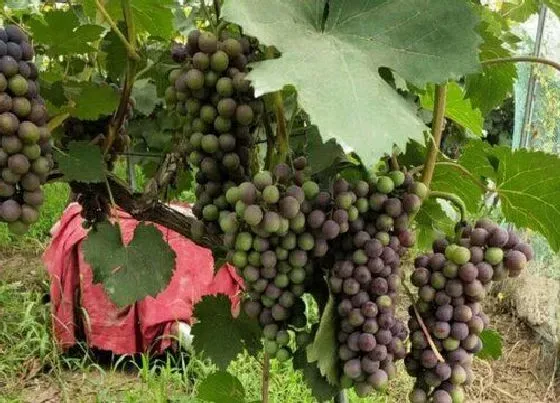 植物种类|葡萄是多年生植物吗