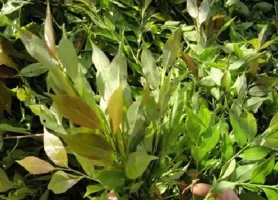 植物百科|南烛叶是什么植物