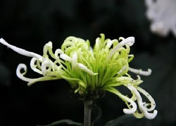 植物毒性|月月菊有毒吗 可以放在室内养吗