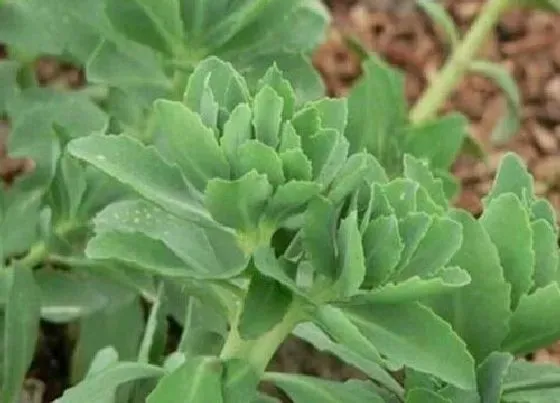 植物播种|田七怎么留种子 种子种植方法