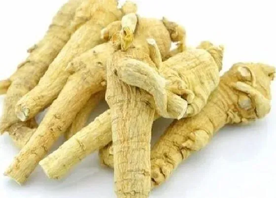 功效常识|花旗参是上火还是降火