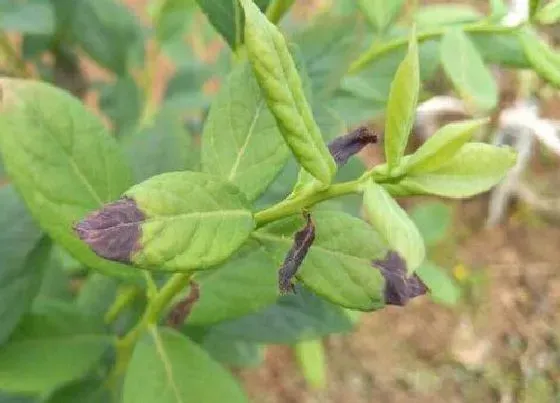 植物病害|蓝莓炭疽病的发病原因及治疗方法