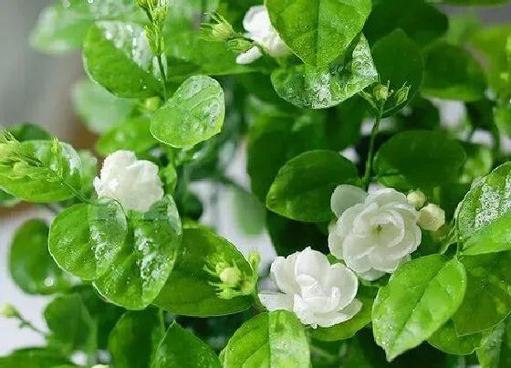 花语|什么花代表自由