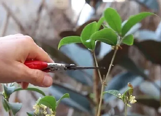 植物修剪|月月桂怎么修剪方法