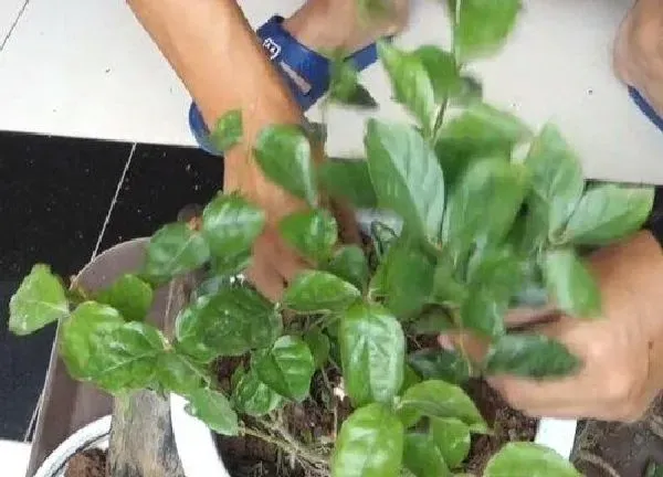 植物浇水|臭鸡蛋浇花有什么好处和坏处 怎样发酵成有机肥