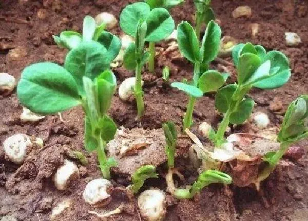 植物发芽|豌豆怎么发芽快