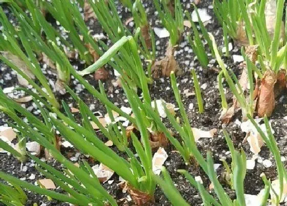 植物施肥|葱苗施什么肥最好