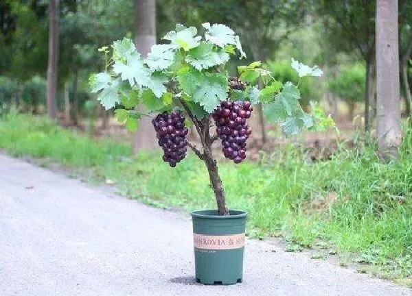 盆景|盆栽葡萄怎么养 葡萄盆栽的种植方法与要点