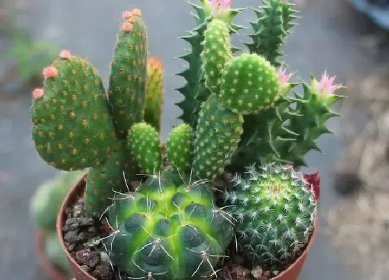 植物价格|仙人掌多少钱一盆 不同品种仙人掌盆栽价格