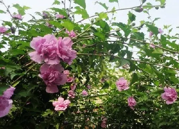 植物扦插|木棉花几月份扦插最好