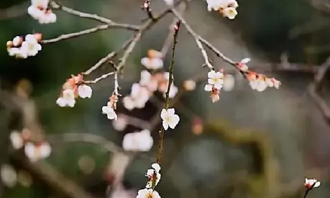 植物种类|什么梅花最好最贵（梅花哪个品种最珍贵最漂亮）
