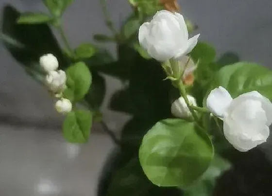 冬天植物|茉莉花耐寒多少度 最低温度能耐多少度