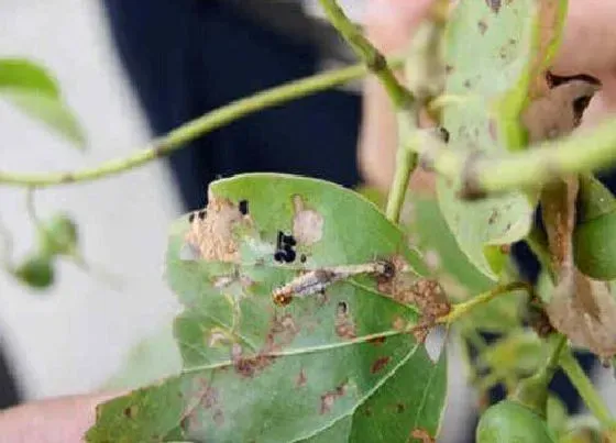 植物虫害|苗木病虫害防治技术与方法措施