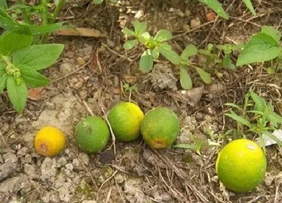 果实成熟|沃柑什么季节成熟 成熟季节是几月份