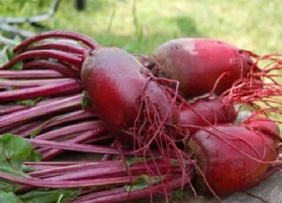 种植管理|甜菜根什么季节种植合适