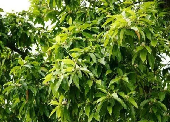 不开花|黄葛兰树为什么不开花