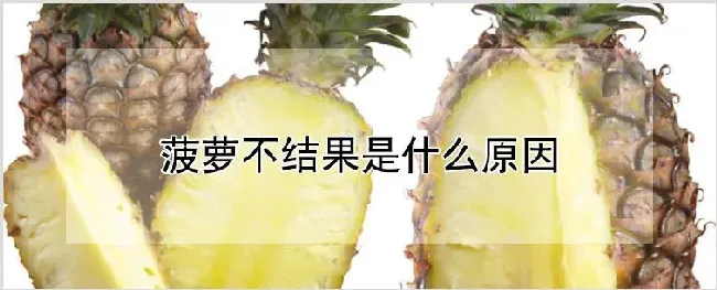 菠萝不结果是什么原因 | 自然知识