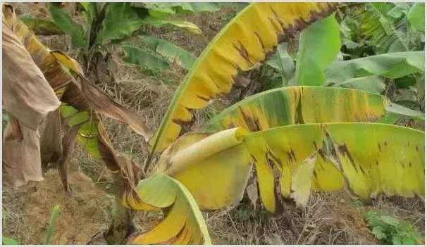 香蕉心腐病症状及防治措施介绍 | 植物病害