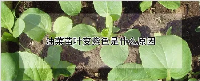 油菜苗叶变紫色是什么原因 | 自然知识