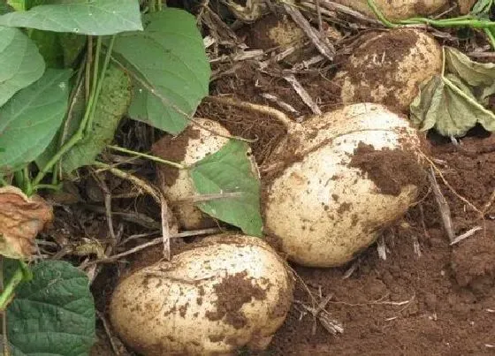 种植管理|凉薯几月份种植合适