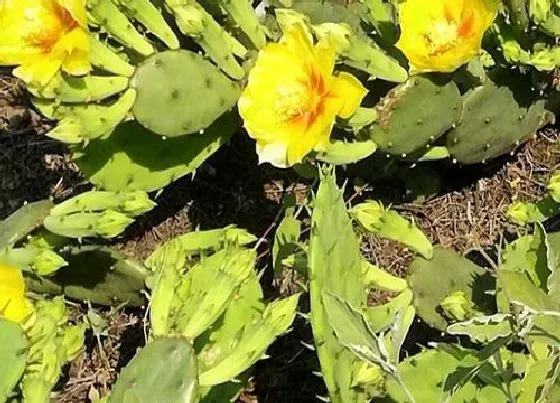 植物百科|沙漠花卉有哪些