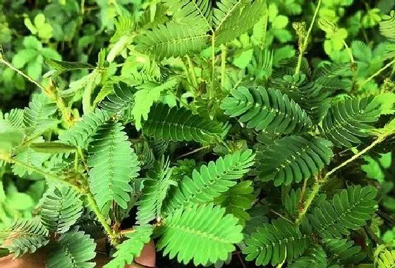 植物毒性|含羞草有毒吗 可以放在室内养吗