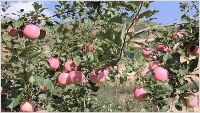 苹果摘袋后怎么快速上色？ | 养殖技术