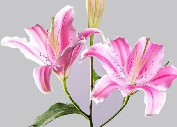 养殖科普|香水百合开花后怎么处理