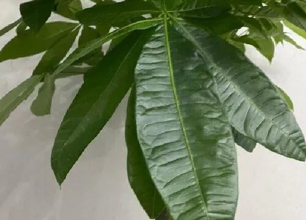 养殖科普|发财树喜阳光吗