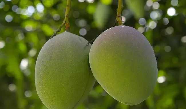 芒果烂果原因病虫害介绍 | 种植施肥