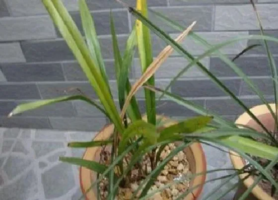 植物施肥|兰花施什么肥好