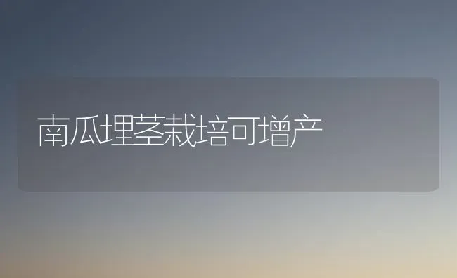 南瓜埋茎栽培可增产 | 蔬菜种植