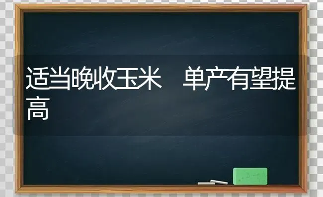 适当晚收玉米 单产有望提高 | 粮油作物种植