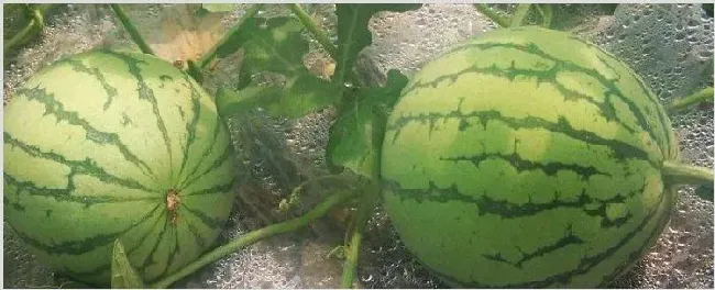 西瓜结果要不要剪藤 | 养殖技术