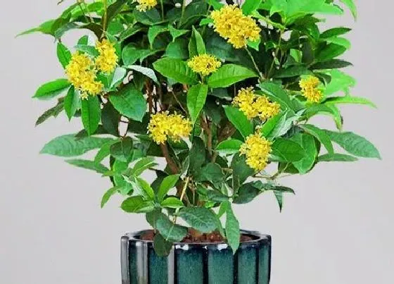 植物种类|桂花是木本植物吗